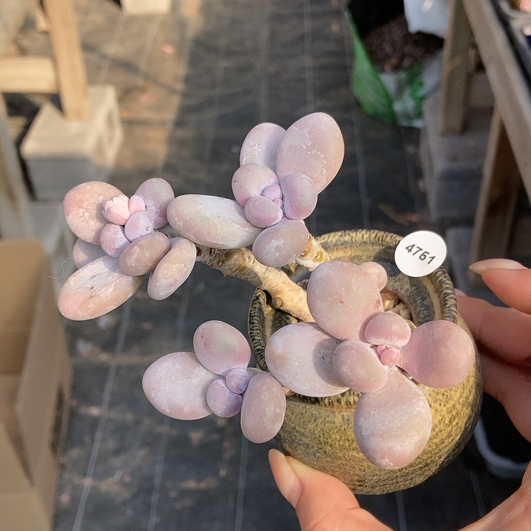 4751水光针奶酪带盆土