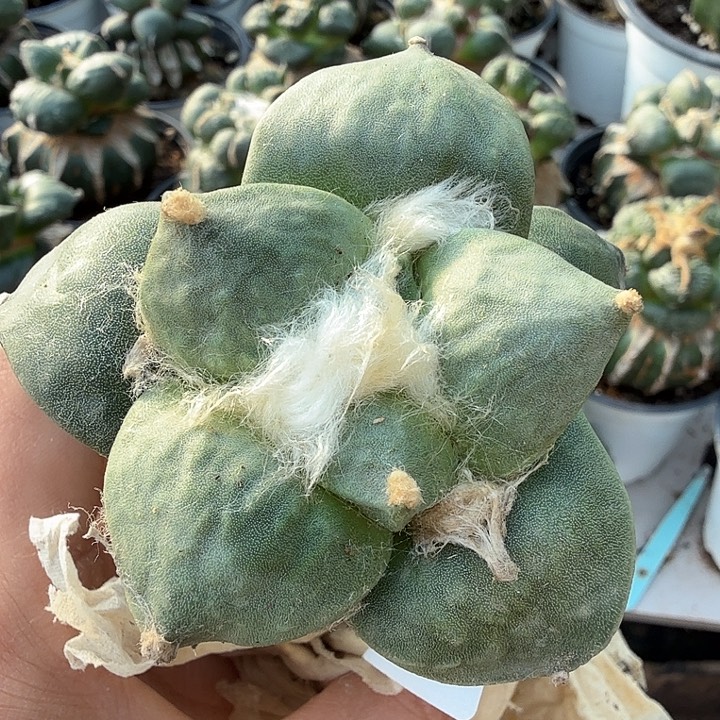 无花朵257白肌达摩怒