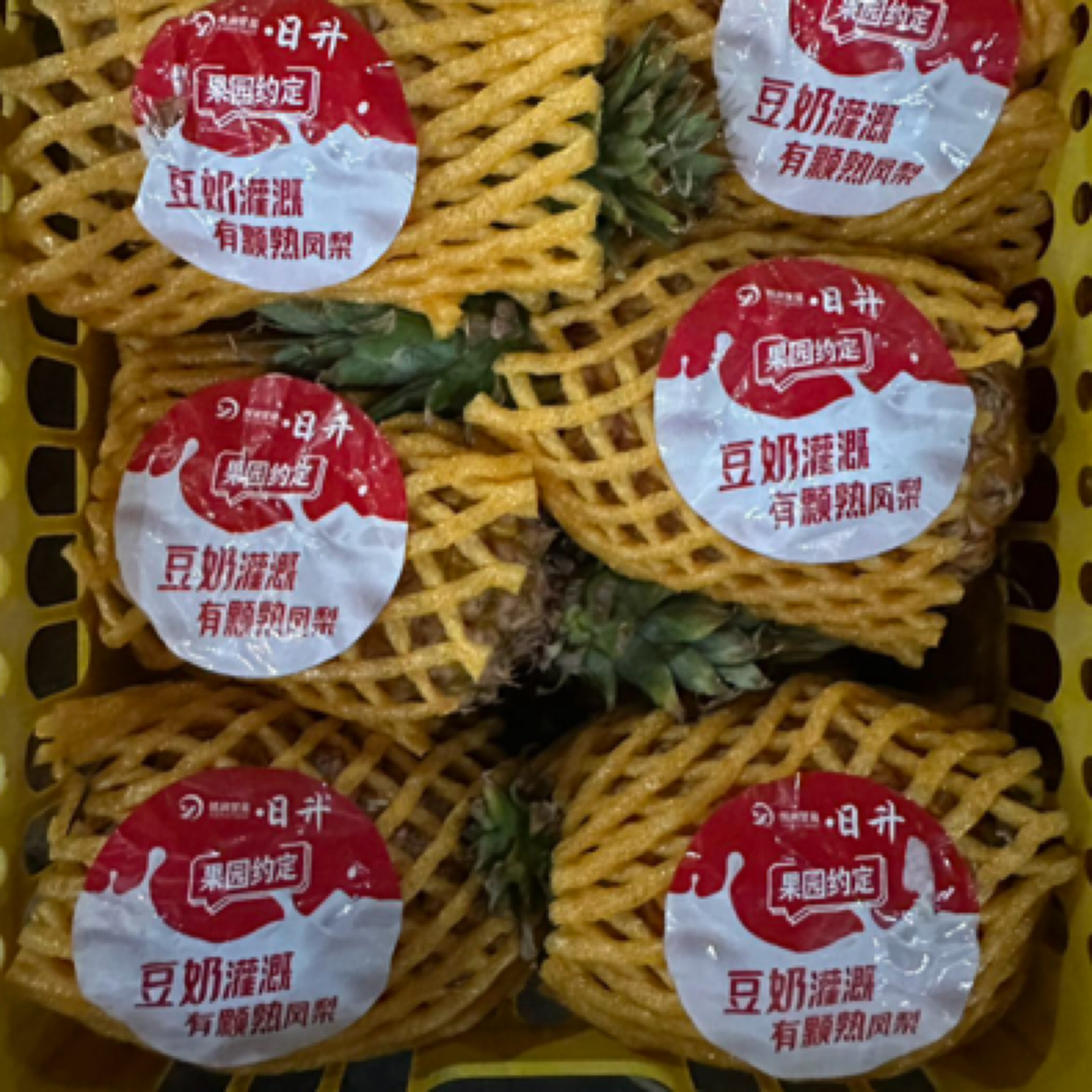 喝豆奶长大的凤梨净重3.5公斤