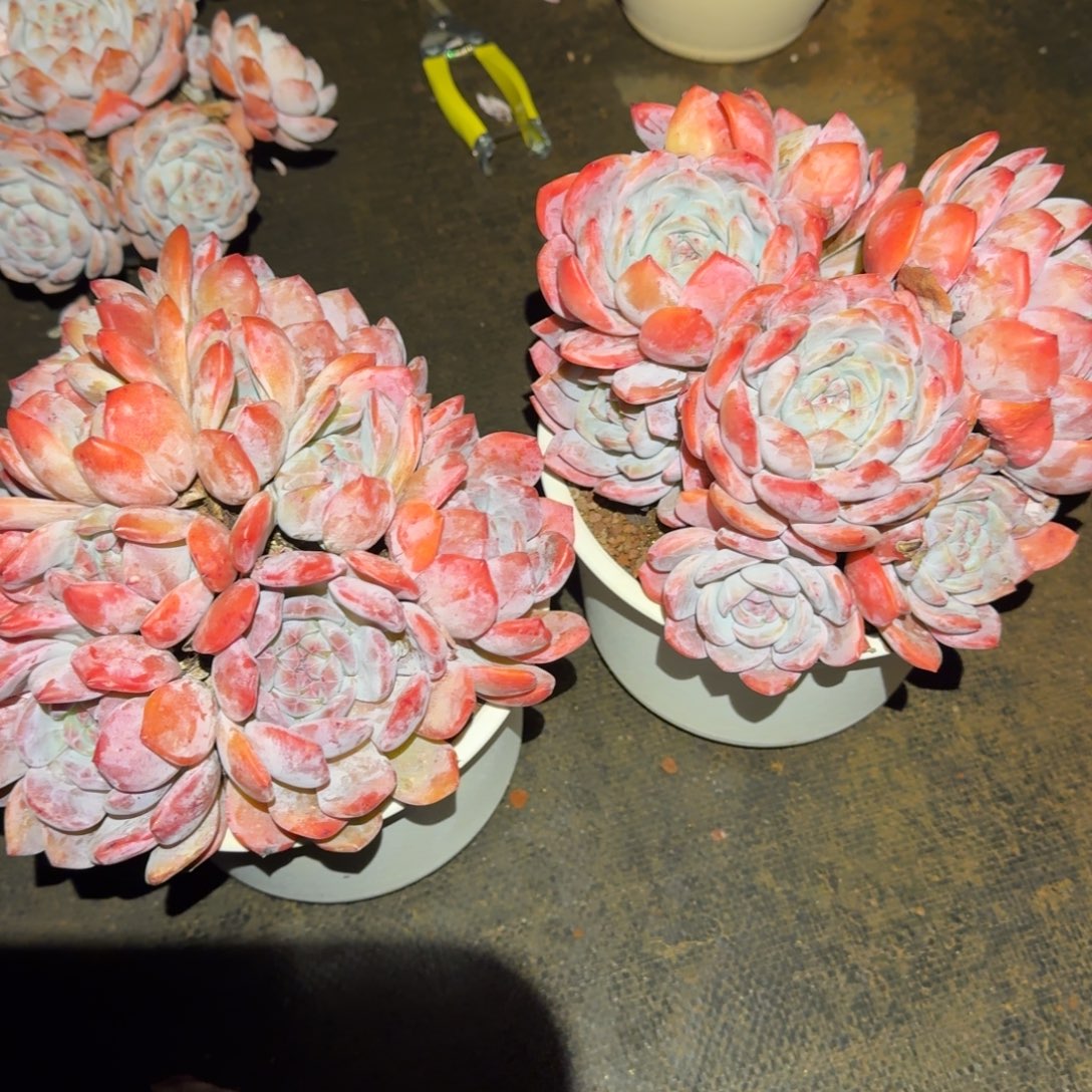 M***东粉橙群生多肉植物