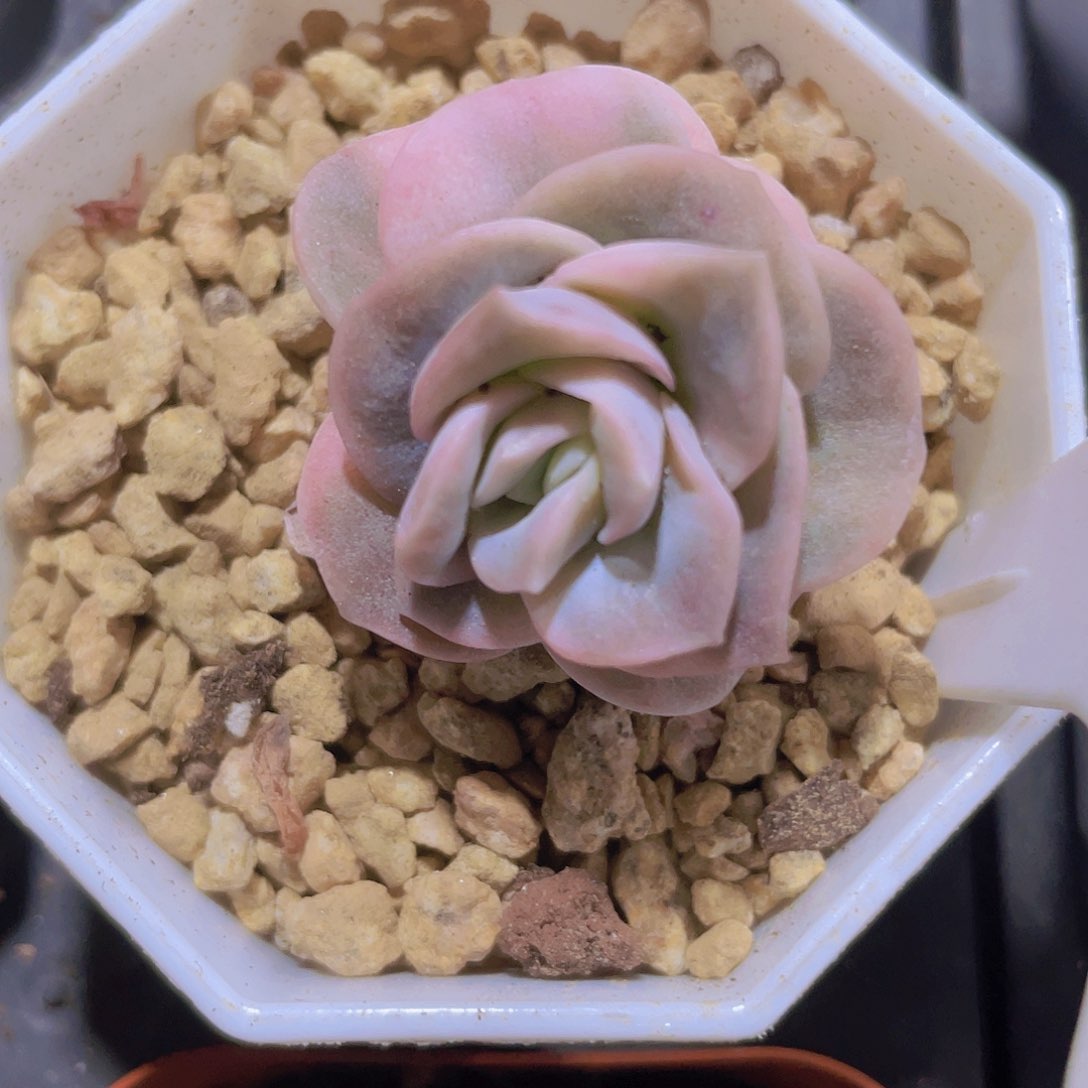 可爱玫瑰锦e042一物一拍