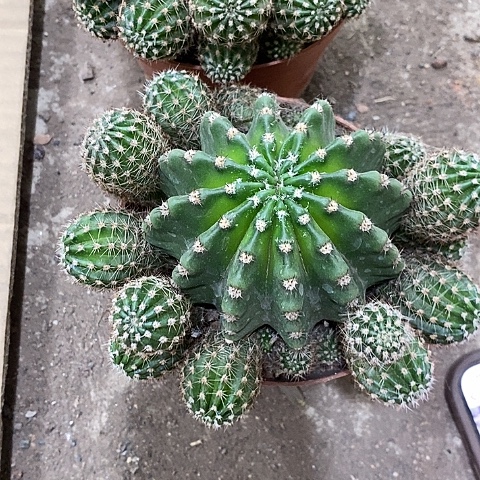 2个大龙桃，357899