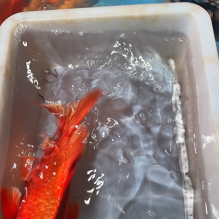 用***0蝴蝶鲤鱼渔场直发73