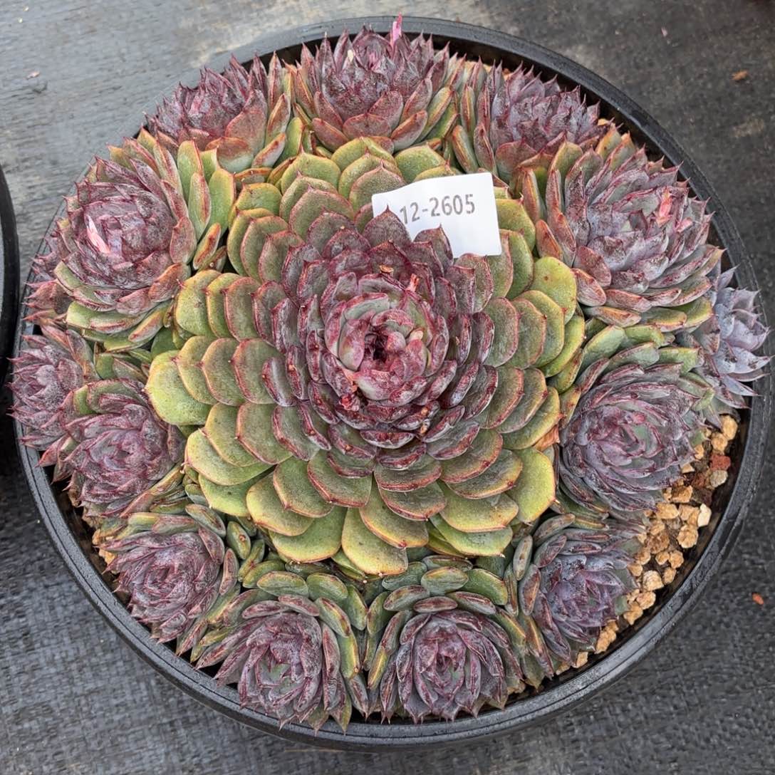 郭***吖2605蓝色妖姬多肉植物