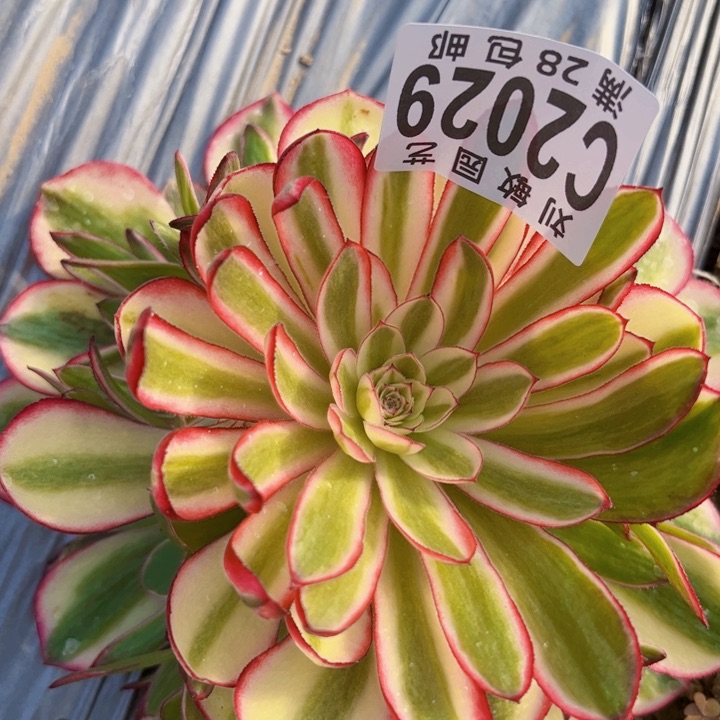 2029多肉植物法师法师