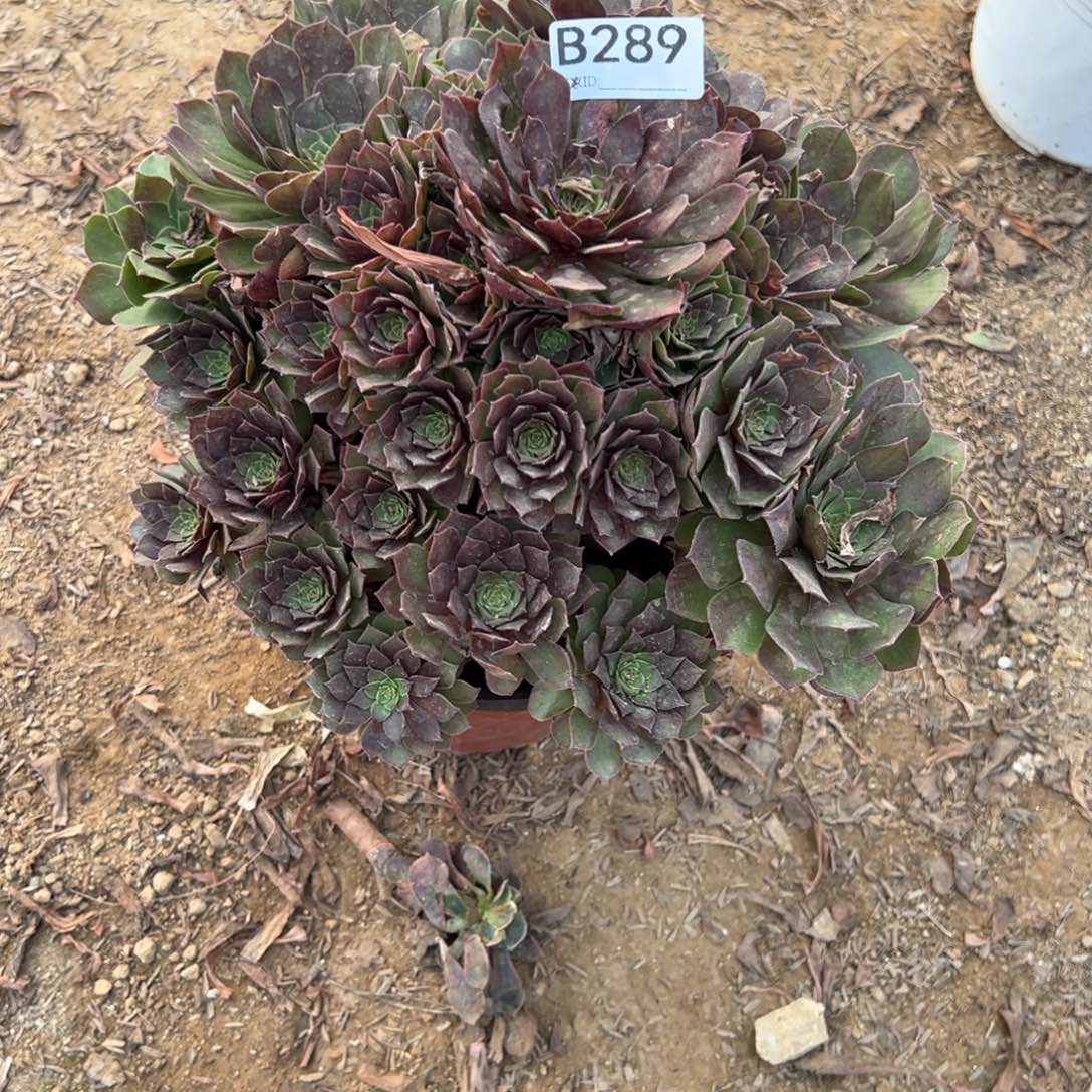 289红魔多肉植物法师多肉