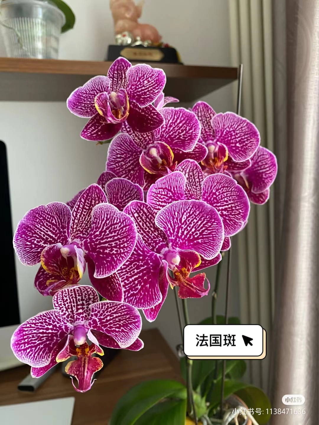 高货带剑【法国斑】2.8寸杯叶片瑕疵皮实好养蝴蝶兰（全店满2单发货）