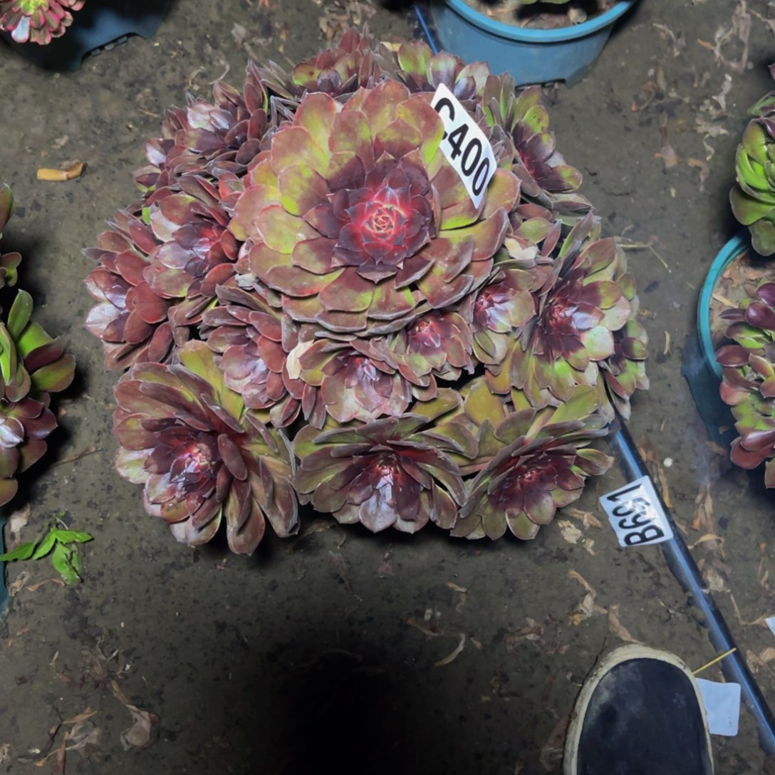 千面男爵28/////////50包邮