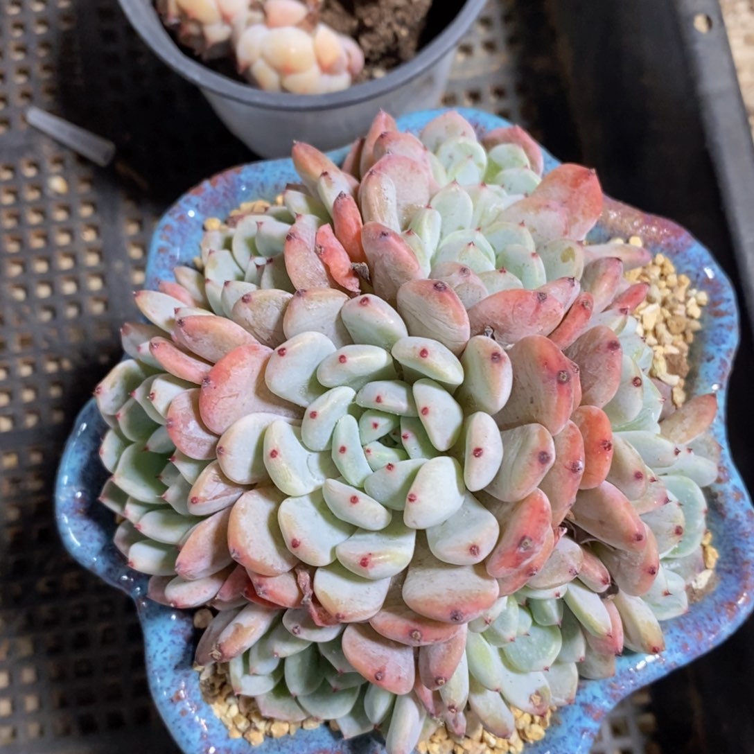 可问主播品种，下滑链接更多品种多肉选择_21