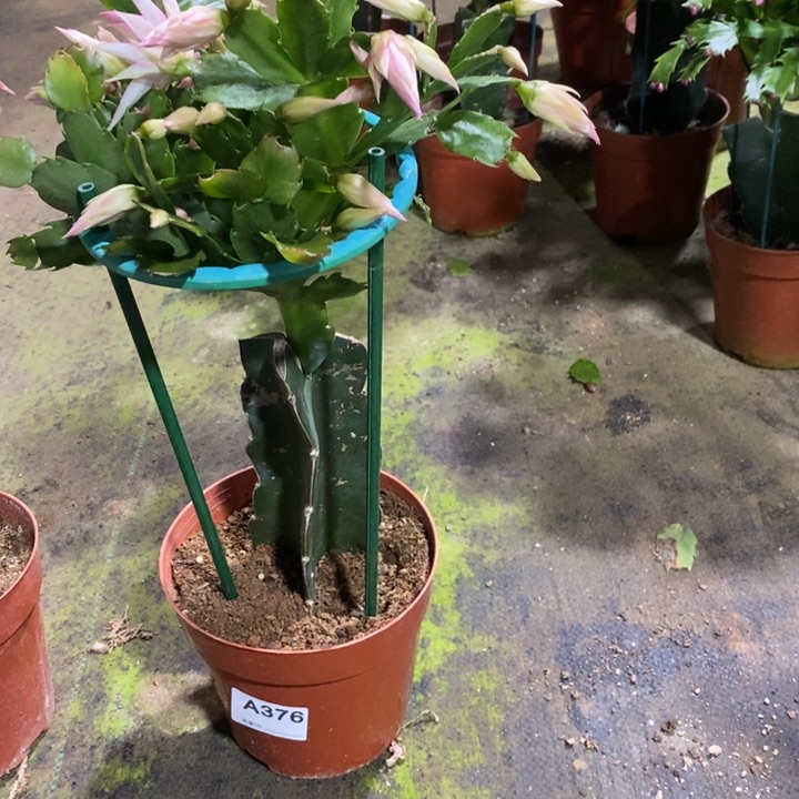 大部分花苞少量开放376嫁接057