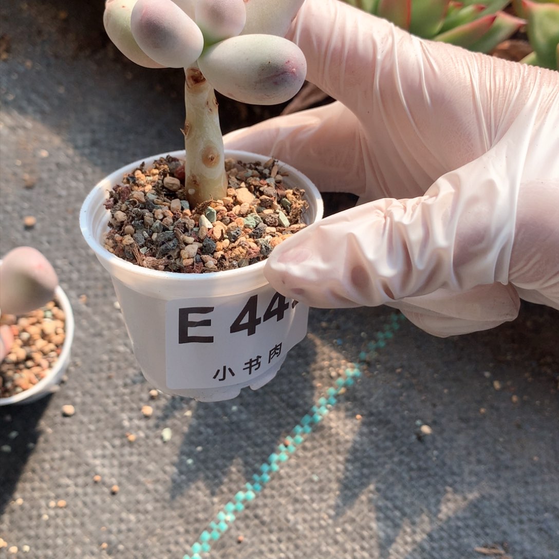 449 米可奶啊多肉你可能