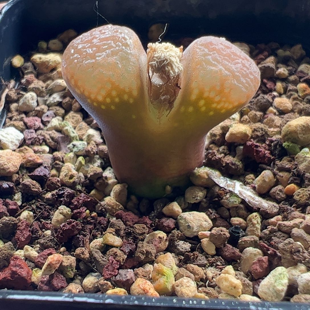 一物一拍脱土发。    728