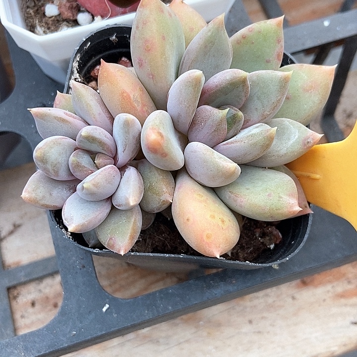 夏***风多肉去红象牙566多肉