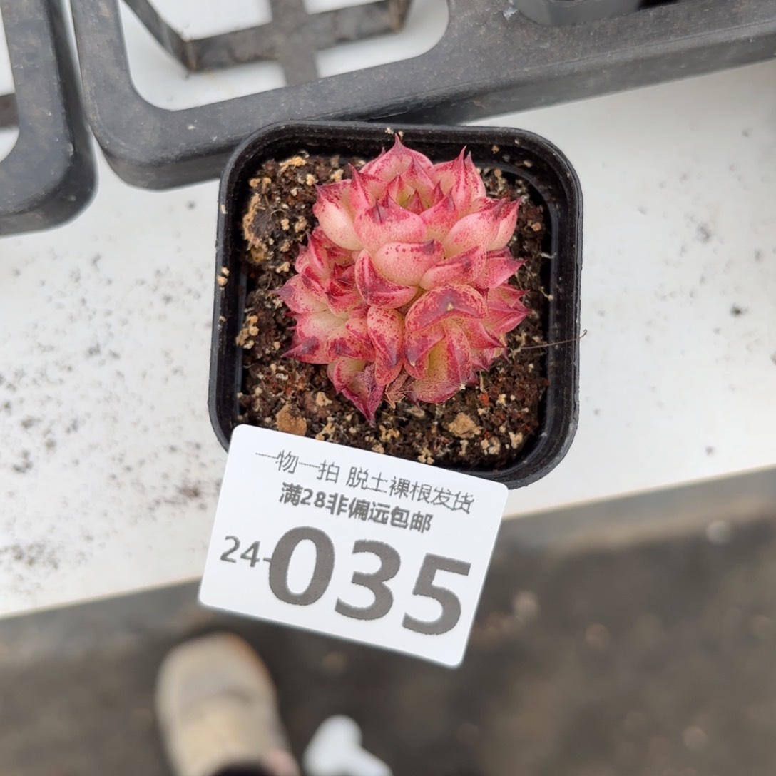 焰火多肉多肉多肉