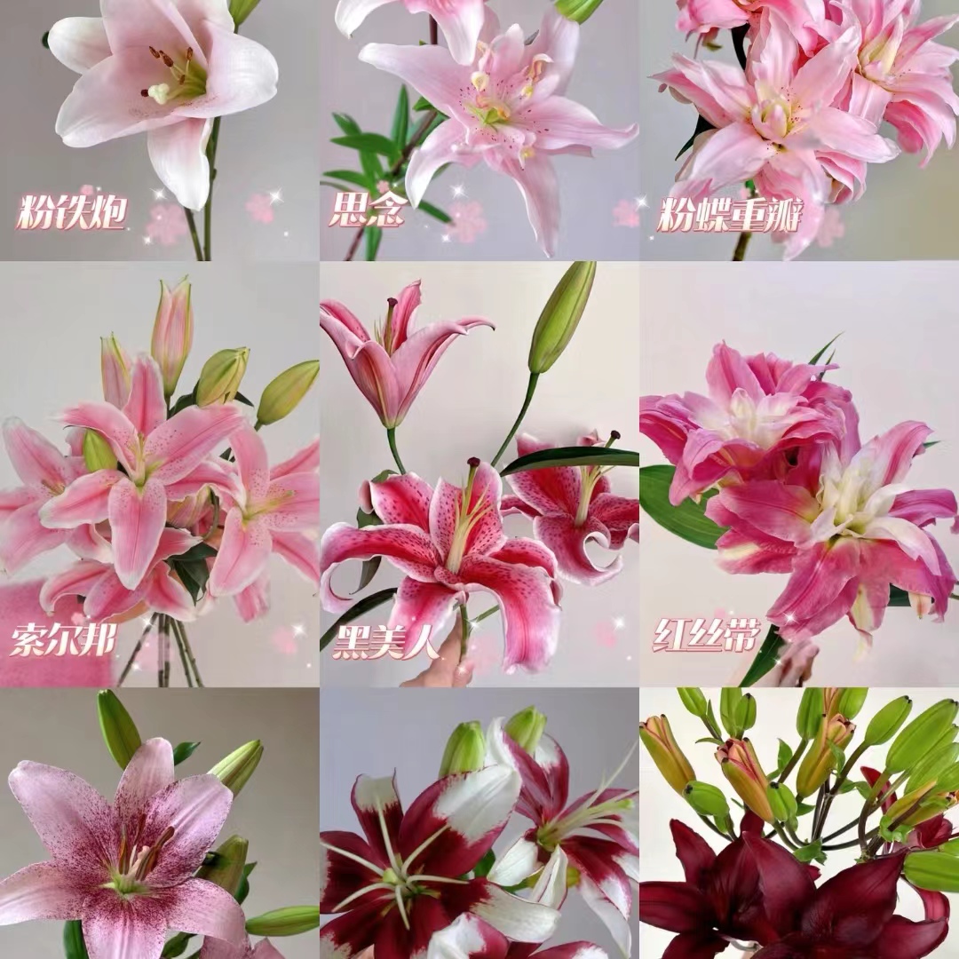 【大聪明卖花】云南百合 任意两单花材升级顺丰冷链或德邦快递