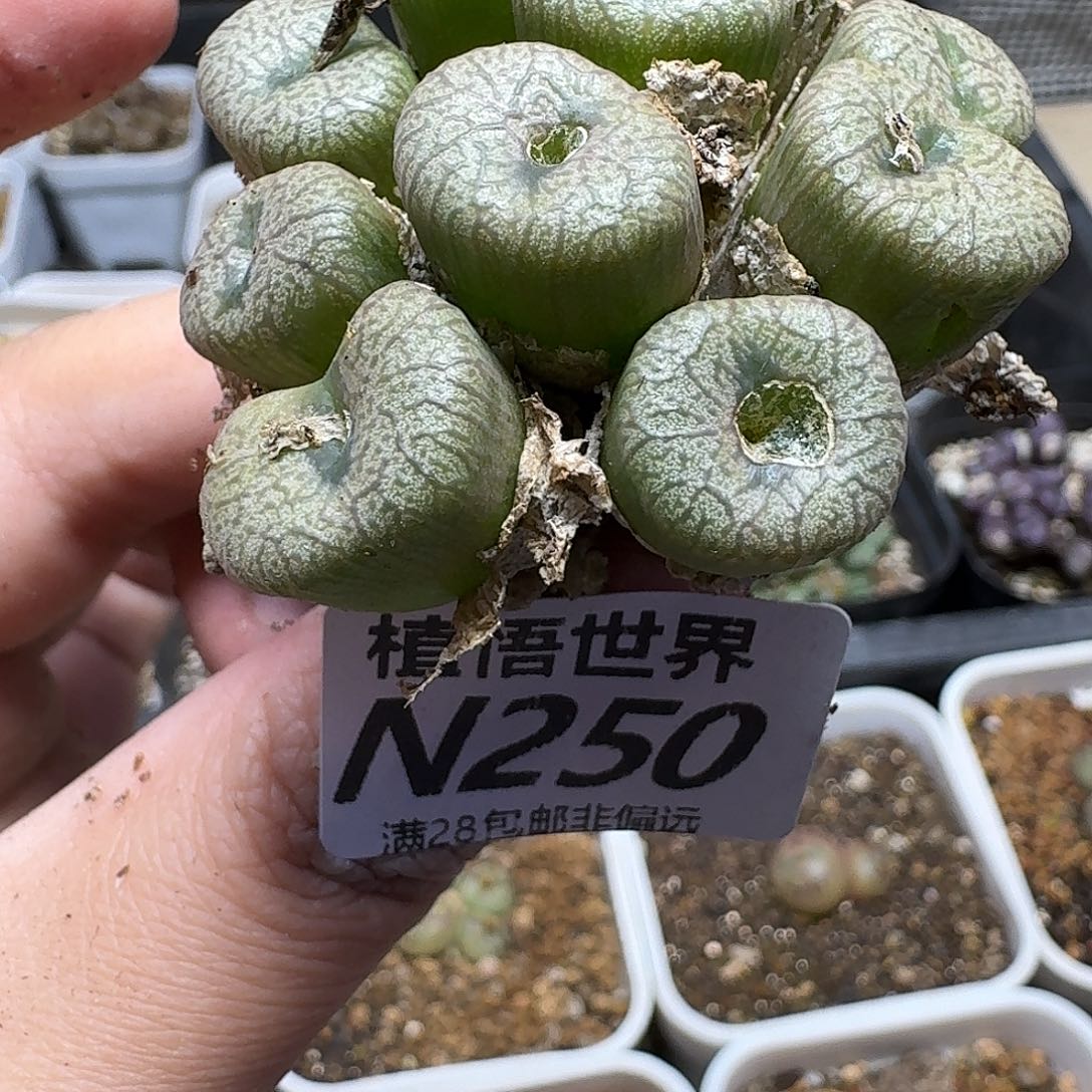 多肉植物的人生gbn