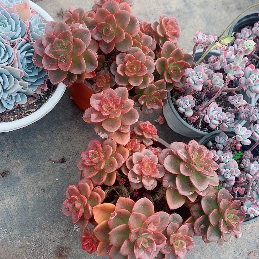 巧克力玫瑰多头造型精品