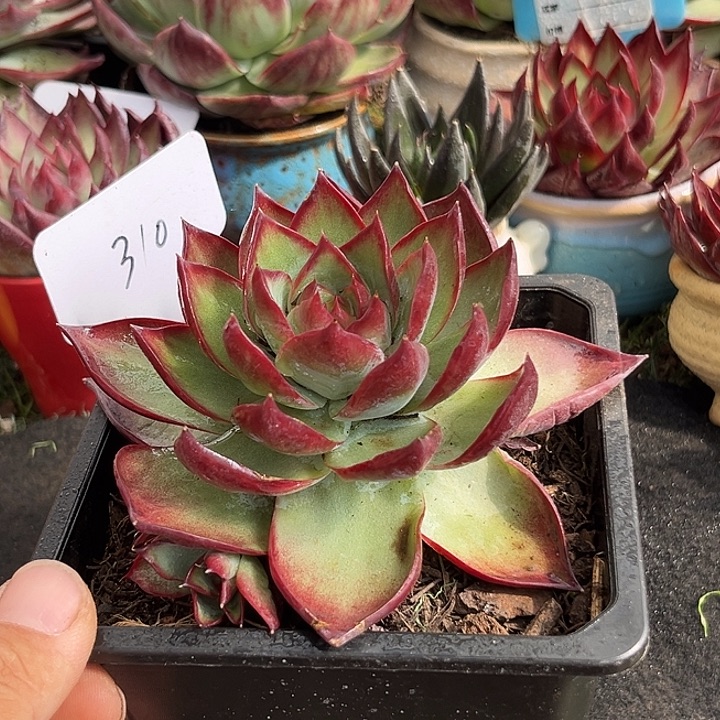 安***好惊鸿一物一拍包装收缩花旱310