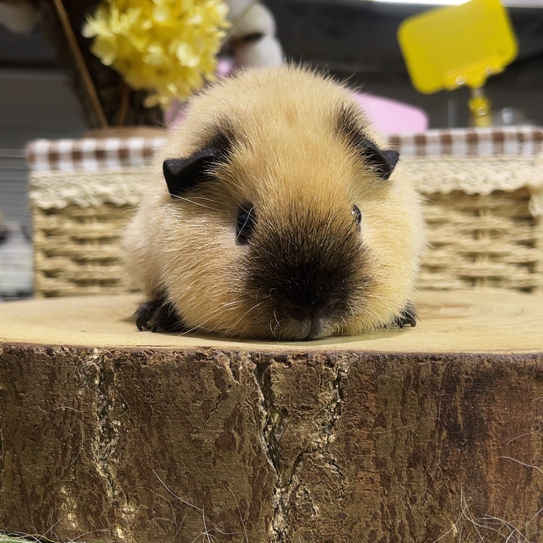 豚鼠黑重点黄泰加妹妹