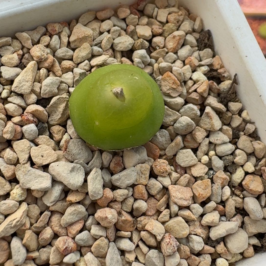 云缦精品番杏12.6