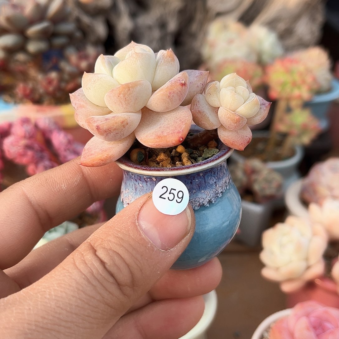 冰糕259 含盆含土发货 30包邮偏远除外