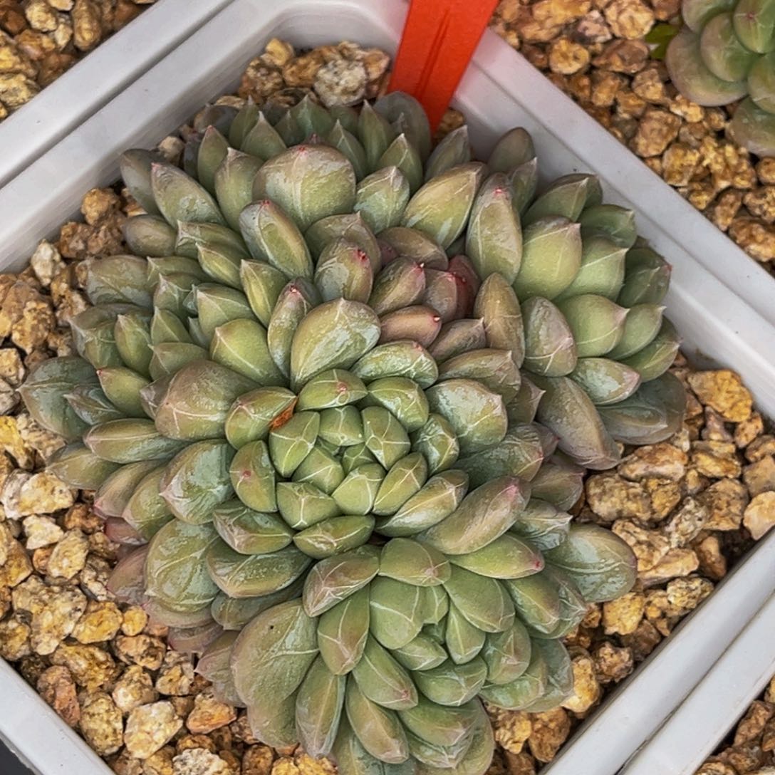 2541号晚上多肉植物群生多肉植物群生