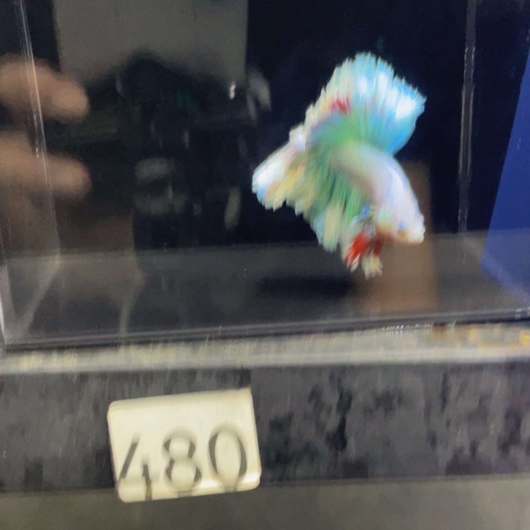 海水鱼Hahahshs 480