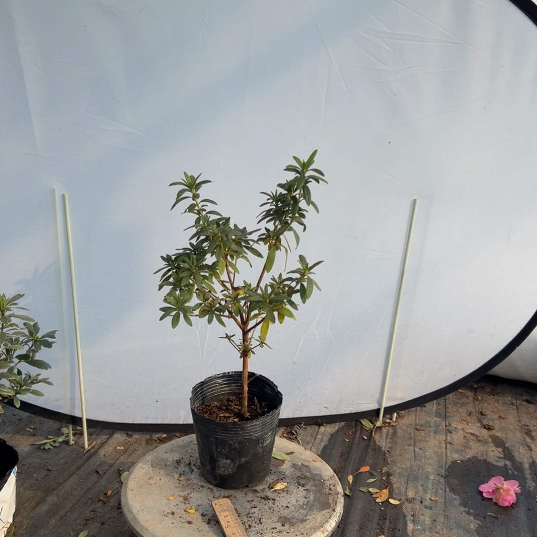 完全开放岸牡丹杜鹃