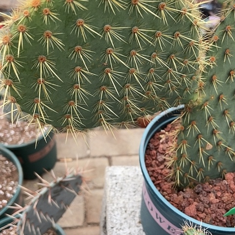 仙人掌绿花火现切一片