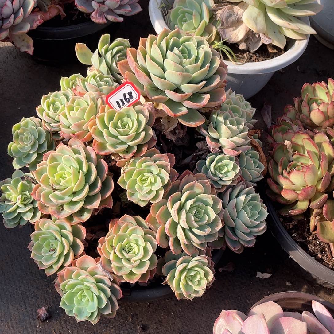 1268哈密瓜一物一拍多肉