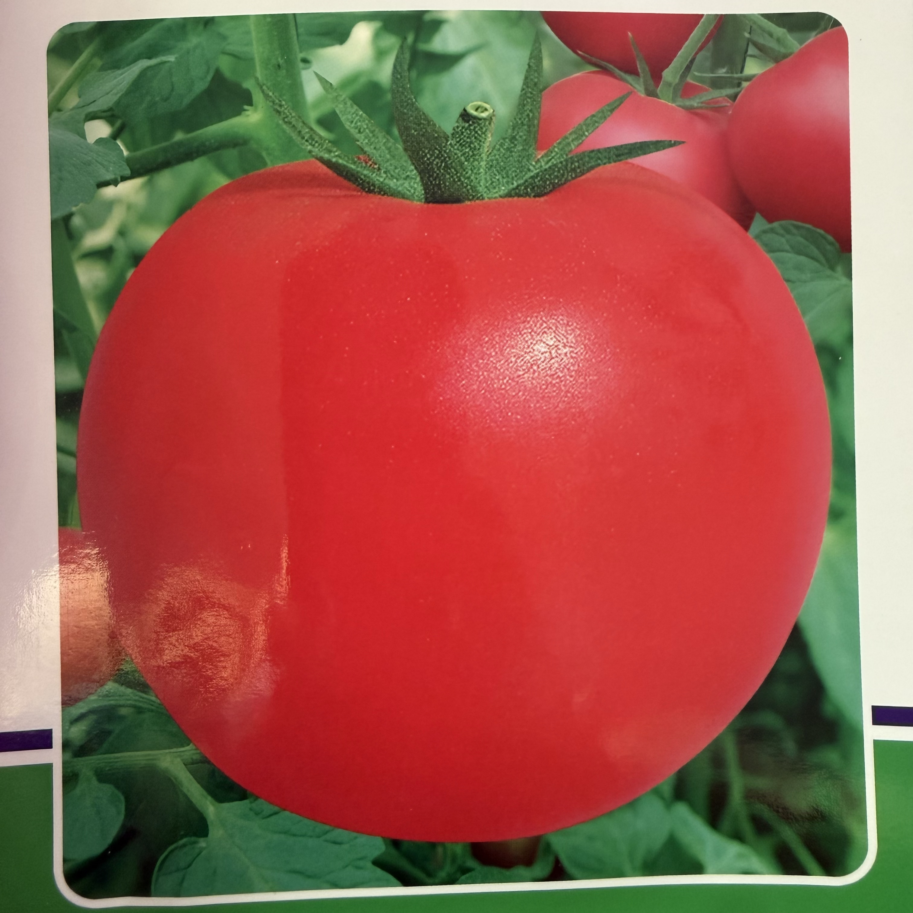 秋冬早春播高产西红柿改良毛粉大粉果番茄寿光蔬菜抗病毒