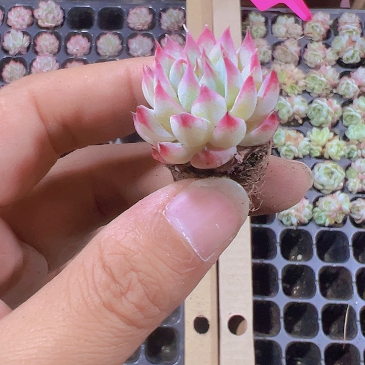 梦瑶精品多肉植物