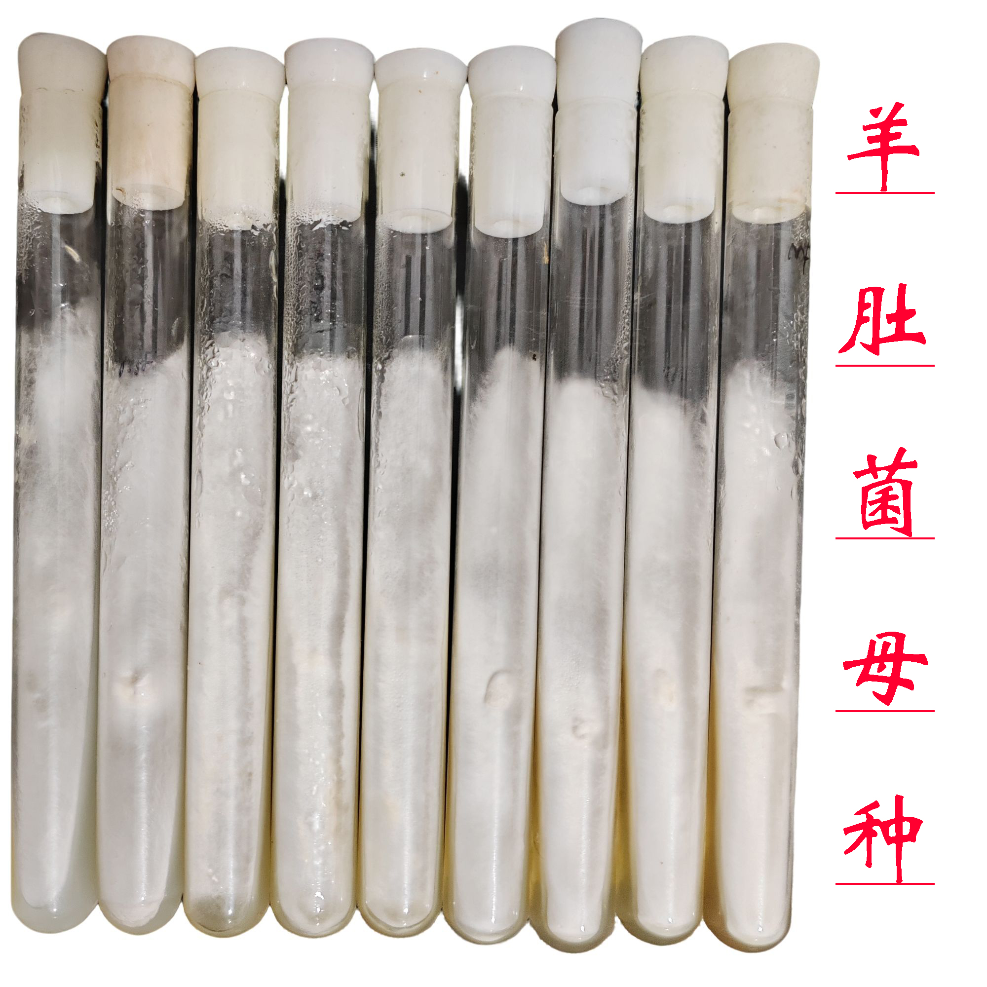 食用羊肚菌母选育羊肚菌母种种植野生羊肚菌一级试管扩繁人工菌种