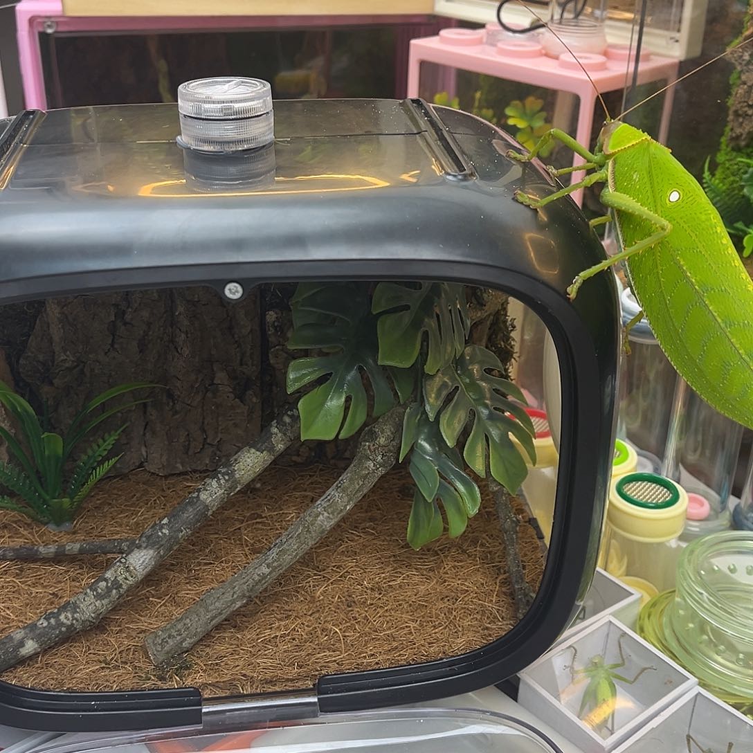 太空仓黑➕巨拟哦哈哈