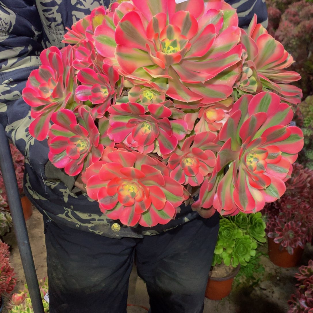 梅****溪法师多肉植物978