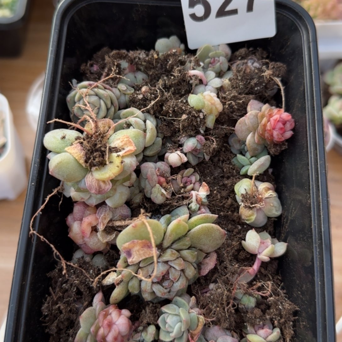 527号王者系列渣渣一盒