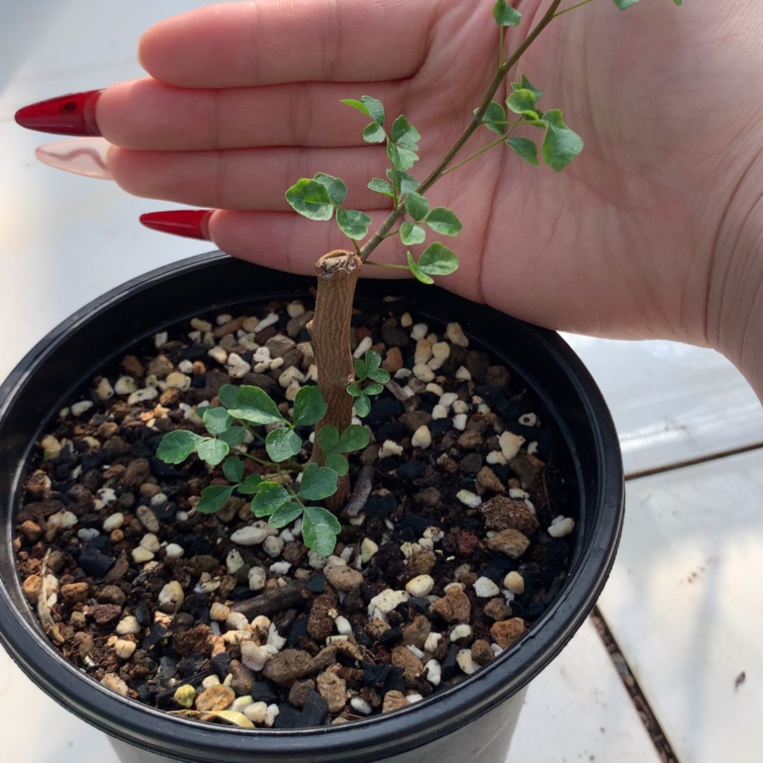 波叶橄榄带盆发货