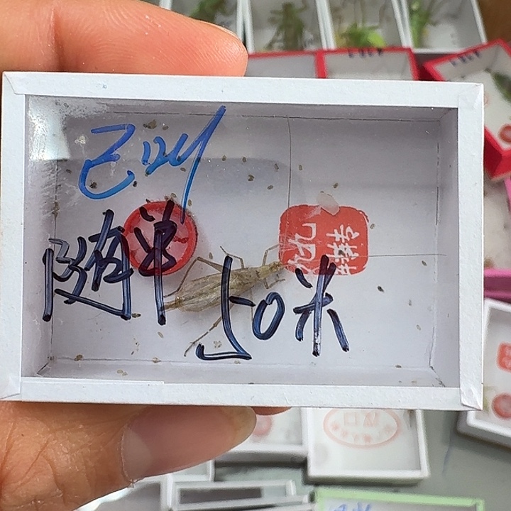 .***繁蟋蟀蝈蝈我在外面吃饭11111