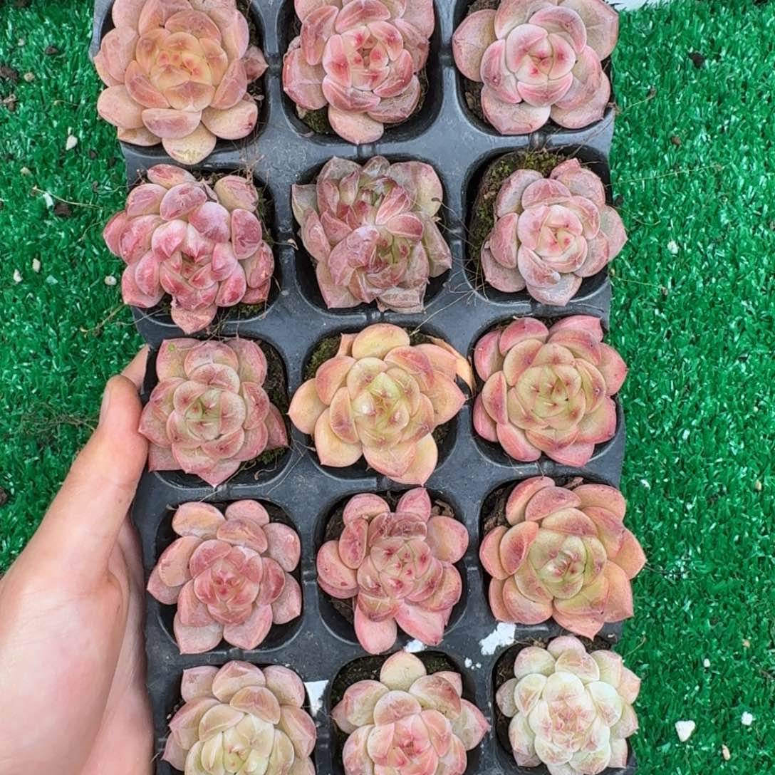 多肉一物一拍12-172