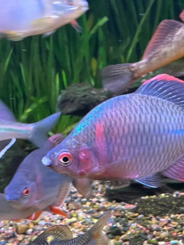 【新疆 西藏 东三省 专区】七彩鳑鲏鱼 淡水鱼