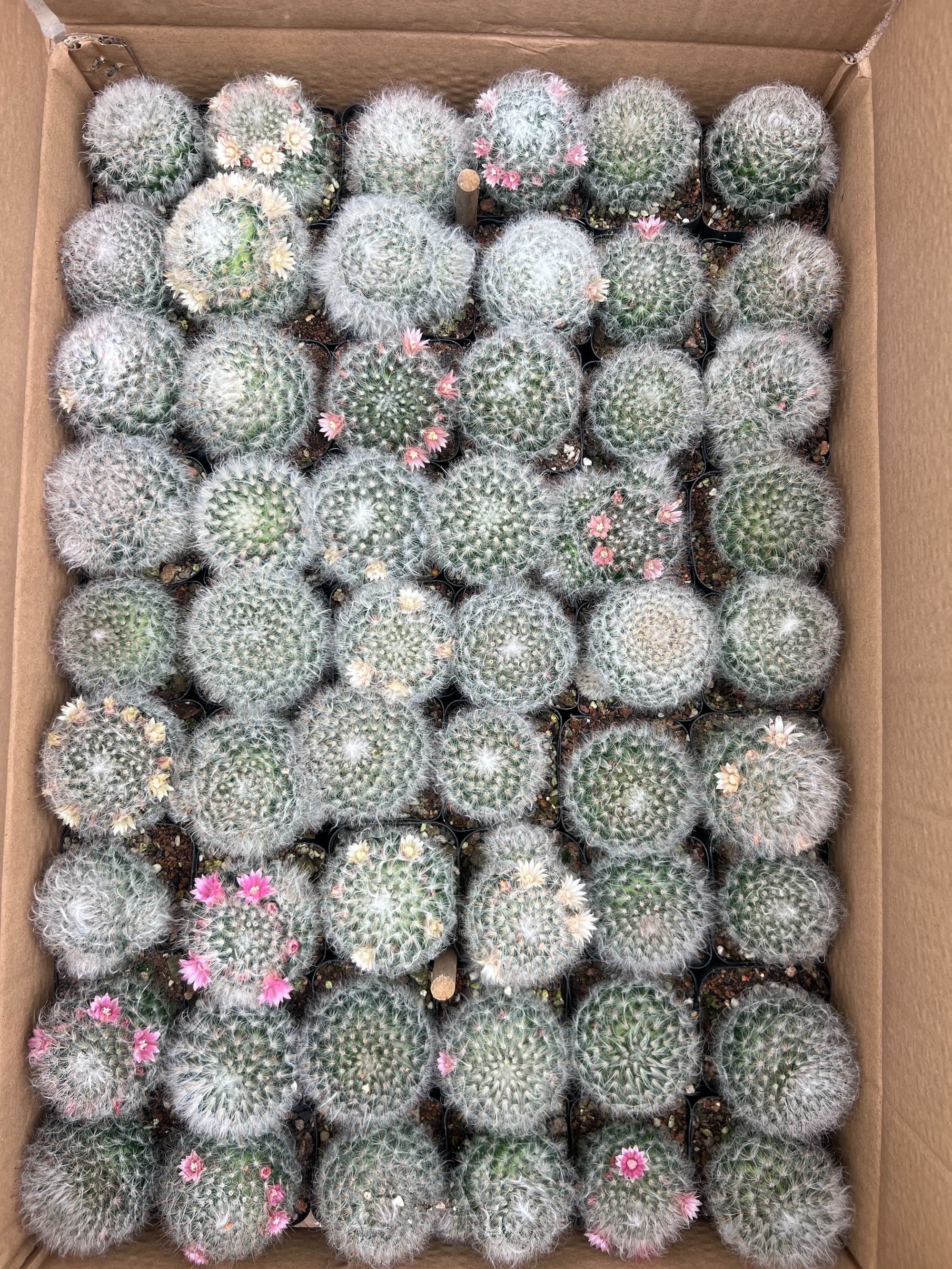 二妹园艺（高砂 实生根）好花色仙人球满18包邮随机发