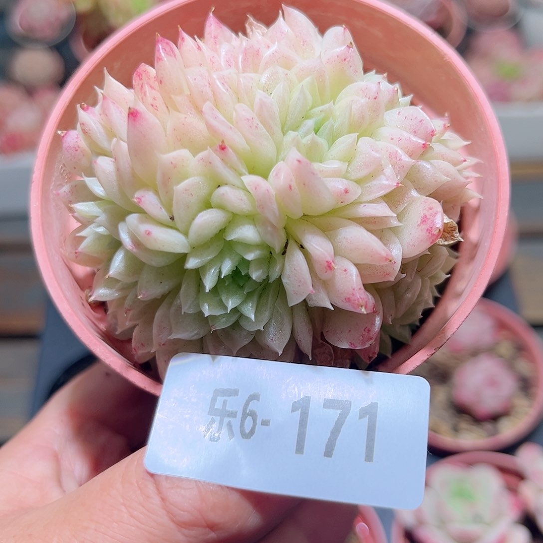 乐6-171 麦秆不包整