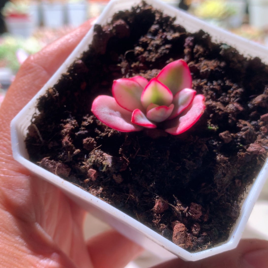 愚***鲁布鲁克林得蓝覆轮锦