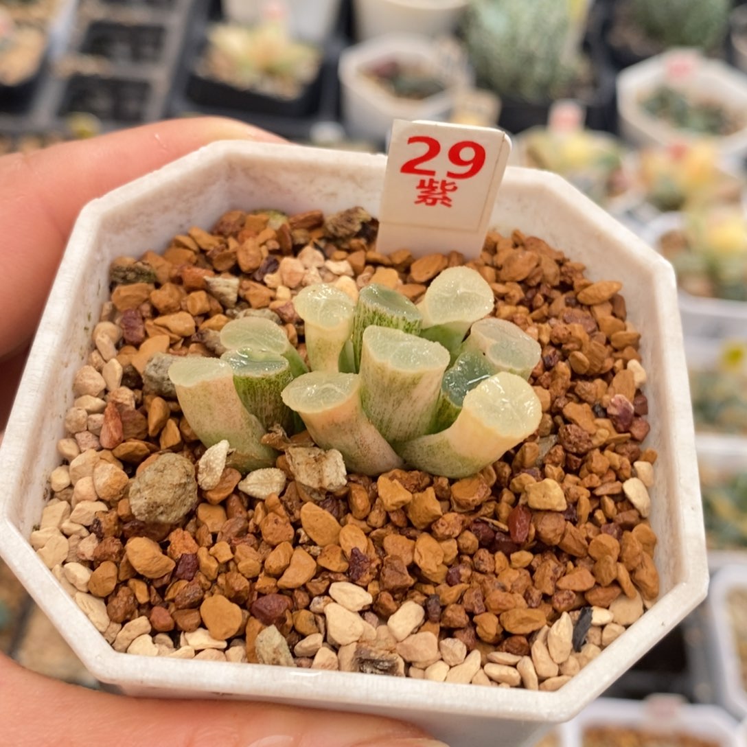 不开花植物29万象锦