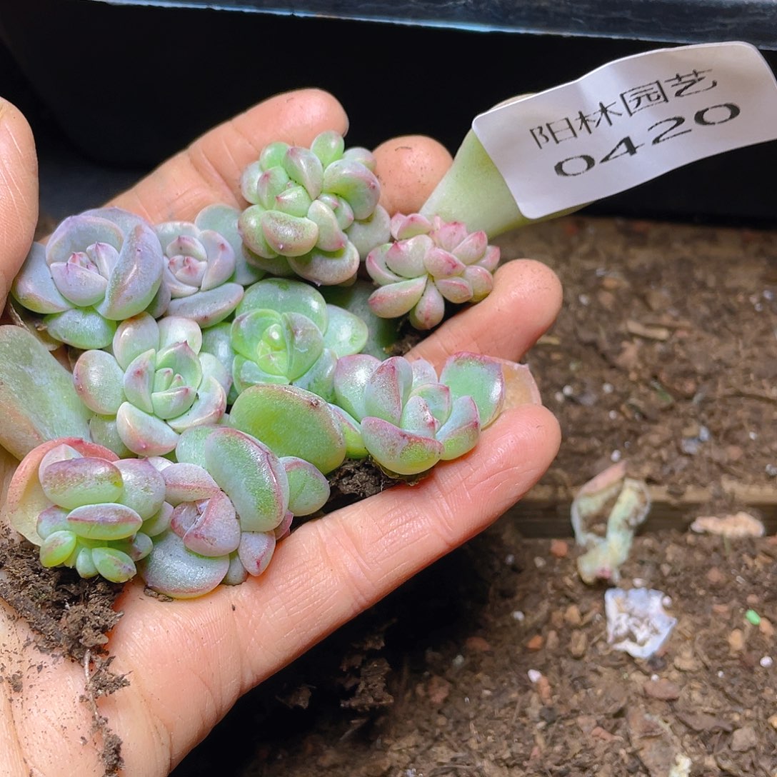 多肉植物多肉植物420