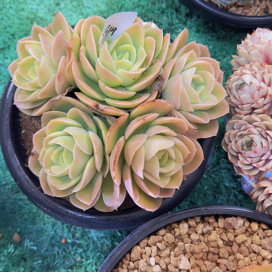 M**界2914星纳塔多肉植物