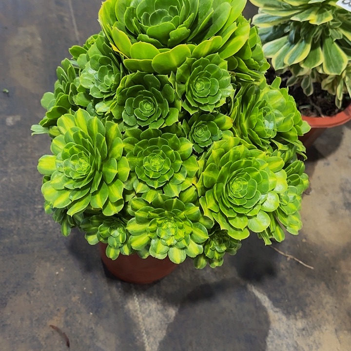 000000000000000000272翡翠