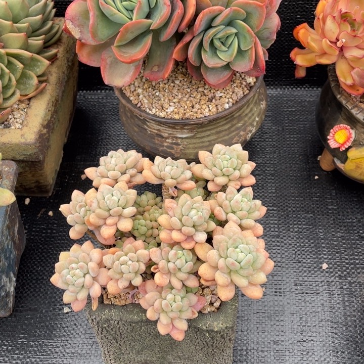 V*V弥一物一拍两颗带盆