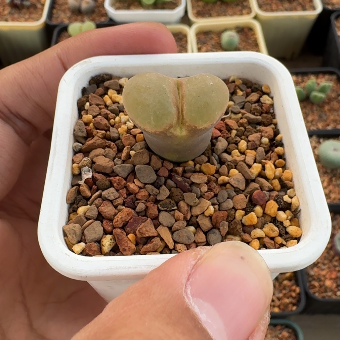 L***宇云缦精品番杏28.19 PNSP