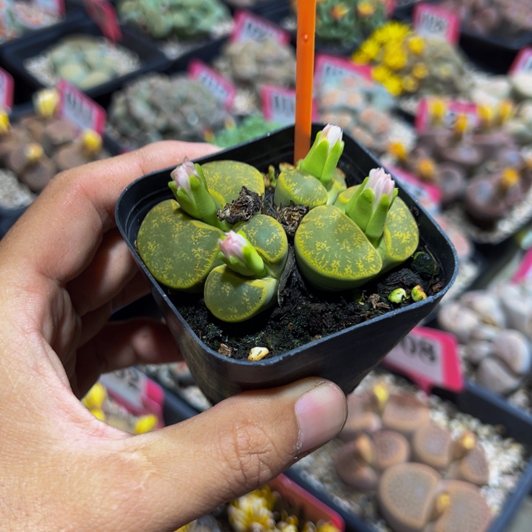 666 一物一拍，默认有伤，介意勿拍，不退不换